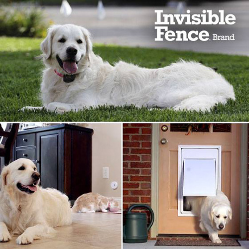 Invisible Fence - 3 Dogs Invisible Fence - 3 Dogs