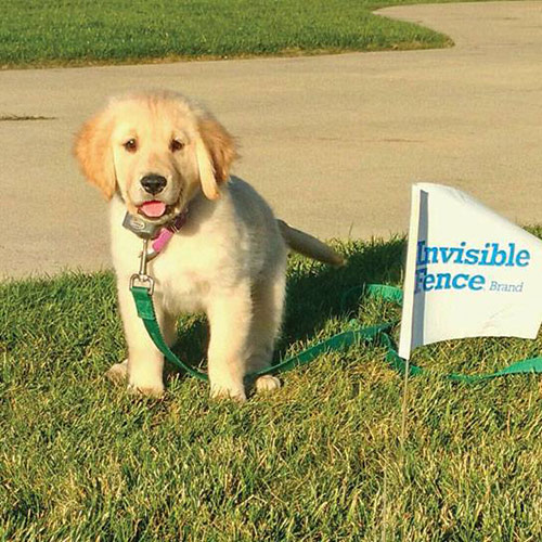 Invisible Fence - Puppy Invisible Fence - Puppy
